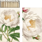 Dárkové zápalky Peonies & Roses